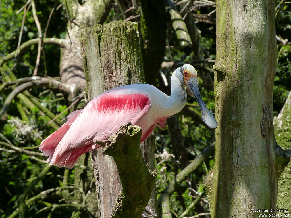 Roseate Spoonbill