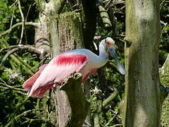 Roseate Spoonbill