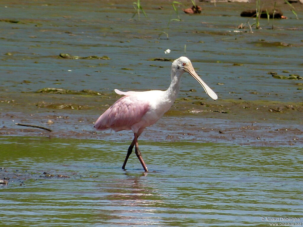 Roseate Spoonbill