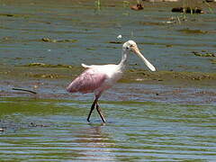 Roseate Spoonbill