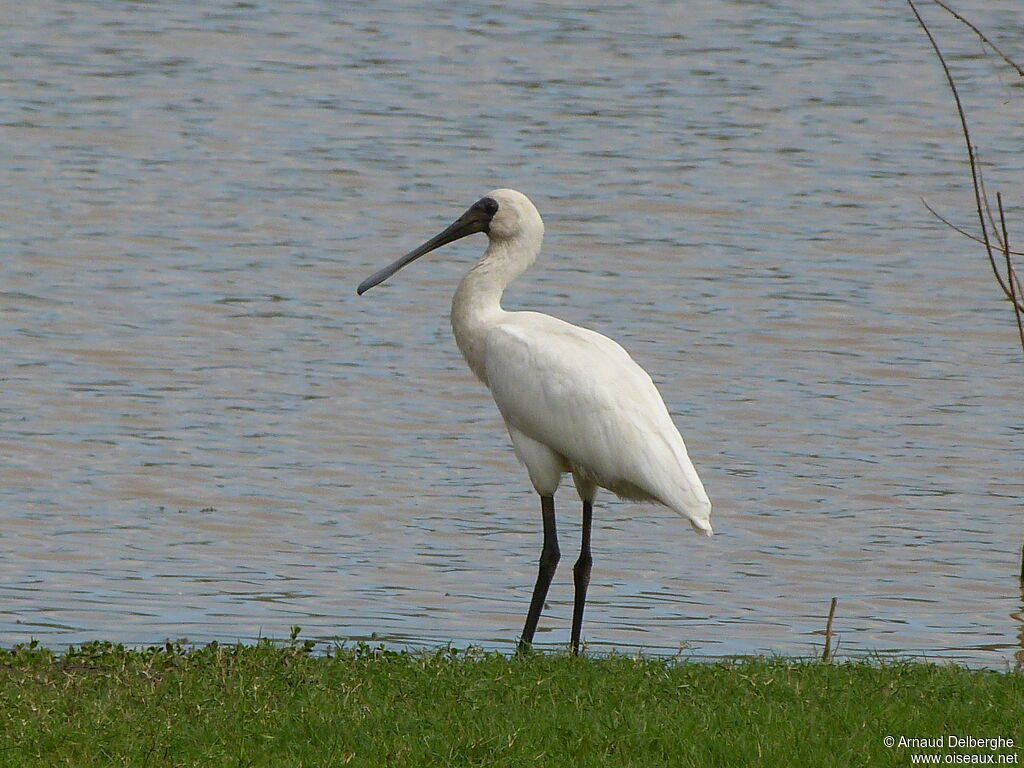 Royal Spoonbill