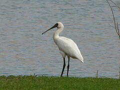 Royal Spoonbill