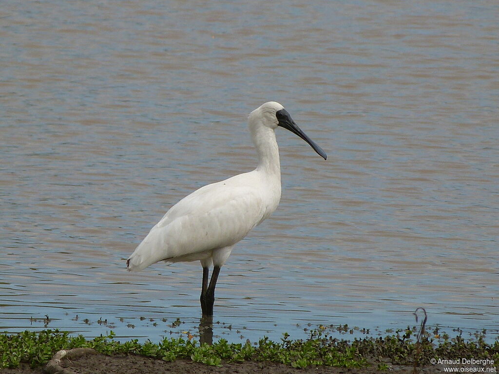 Royal Spoonbill