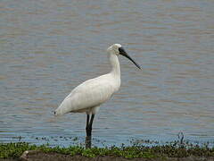 Royal Spoonbill