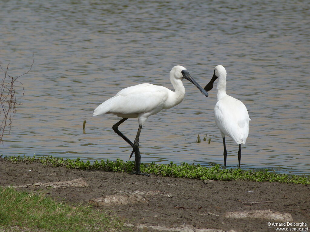 Royal Spoonbill