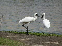 Royal Spoonbill