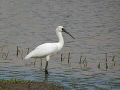 Royal Spoonbill