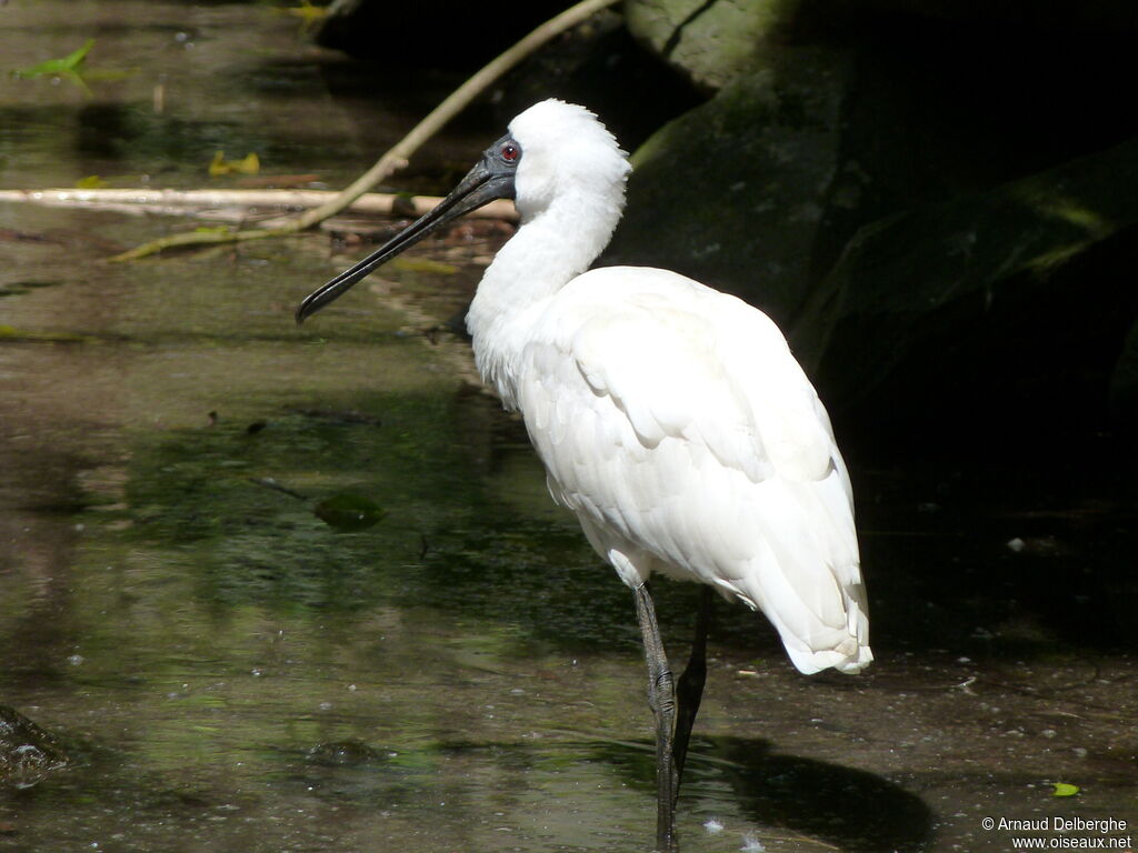 Royal Spoonbill