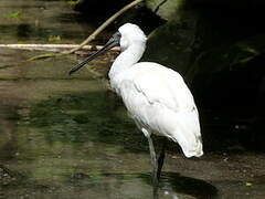 Royal Spoonbill