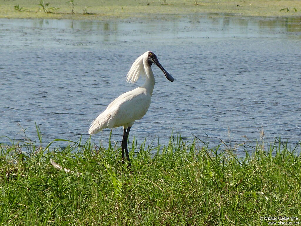 Royal Spoonbill