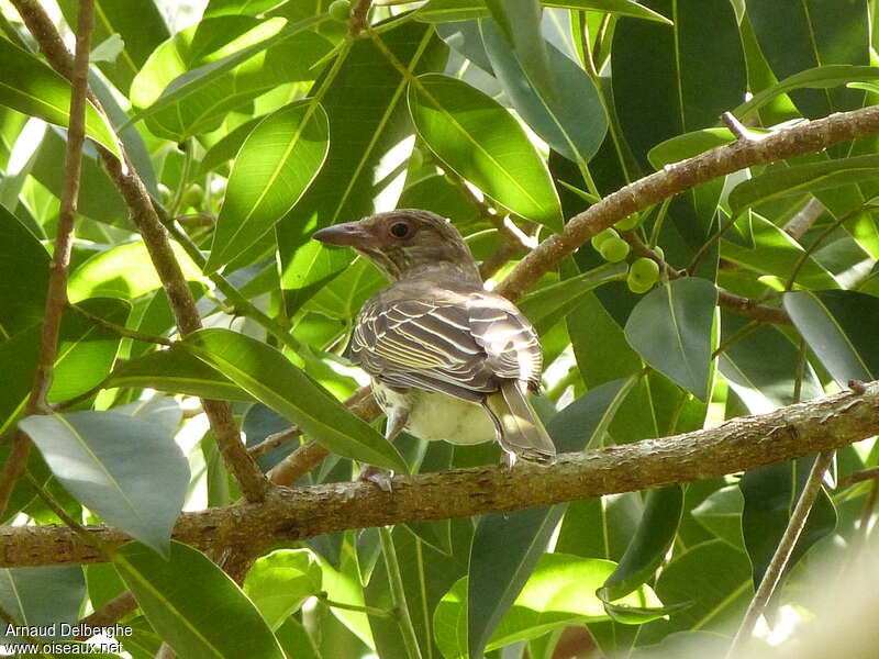 Australasian Figbird female adult