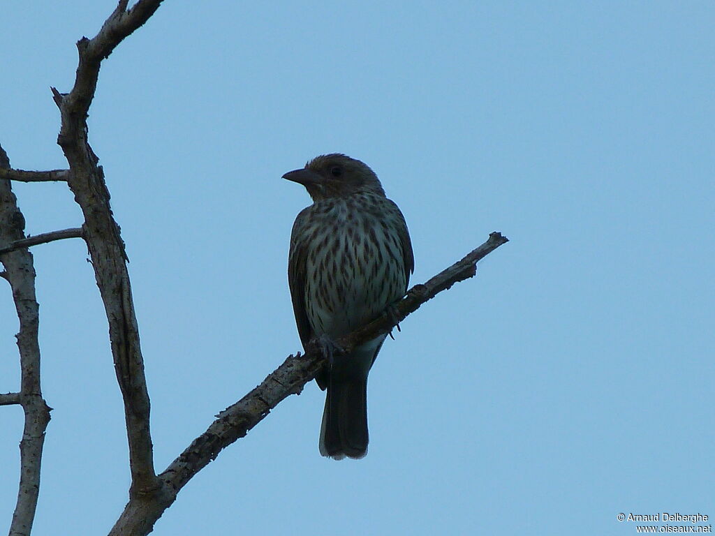 Australasian Figbird female