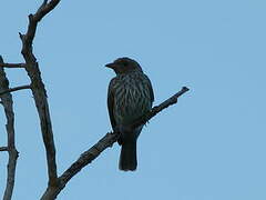 Australasian Figbird