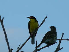 Australasian Figbird