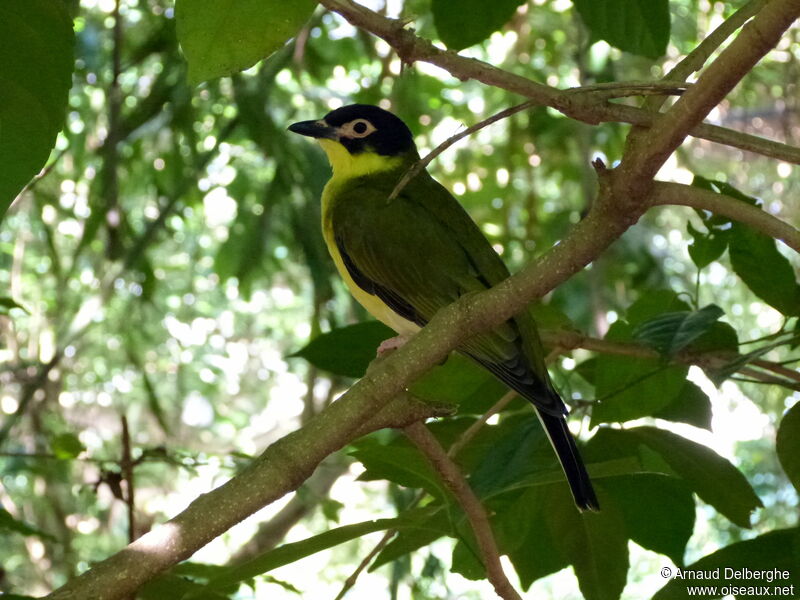 Australasian Figbird male adult, identification