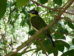 Australasian Figbird