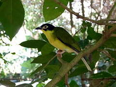 Australasian Figbird