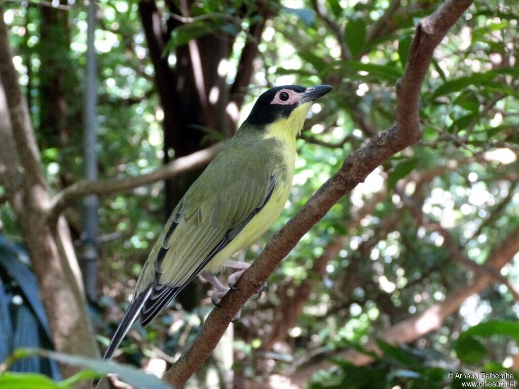 Australasian Figbird