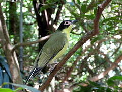 Australasian Figbird