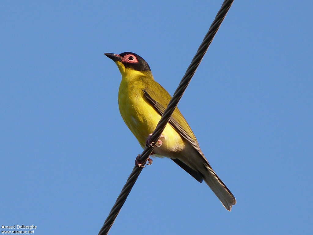 Australasian Figbird male adult