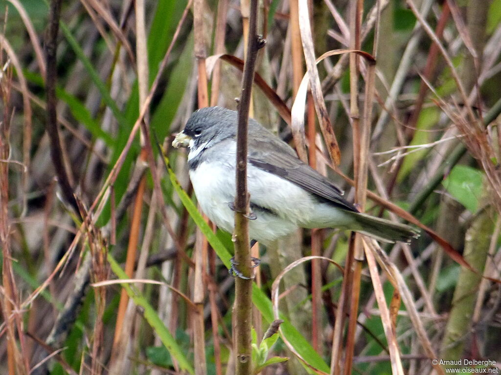 Double-collared Seedeater