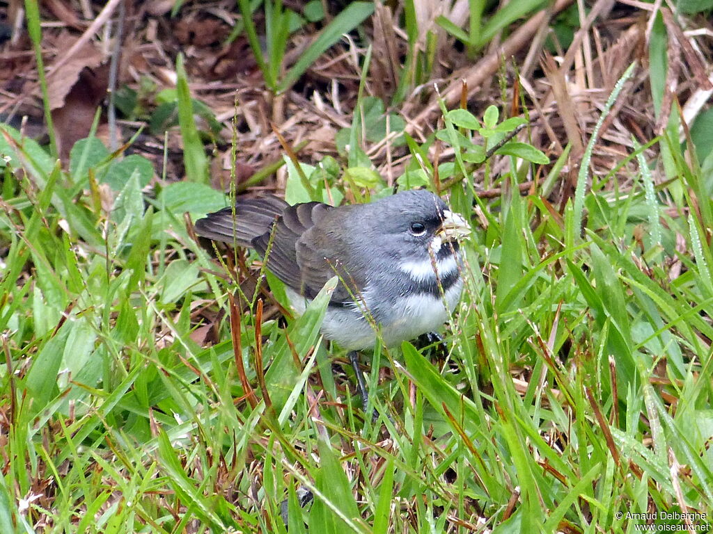 Double-collared Seedeater