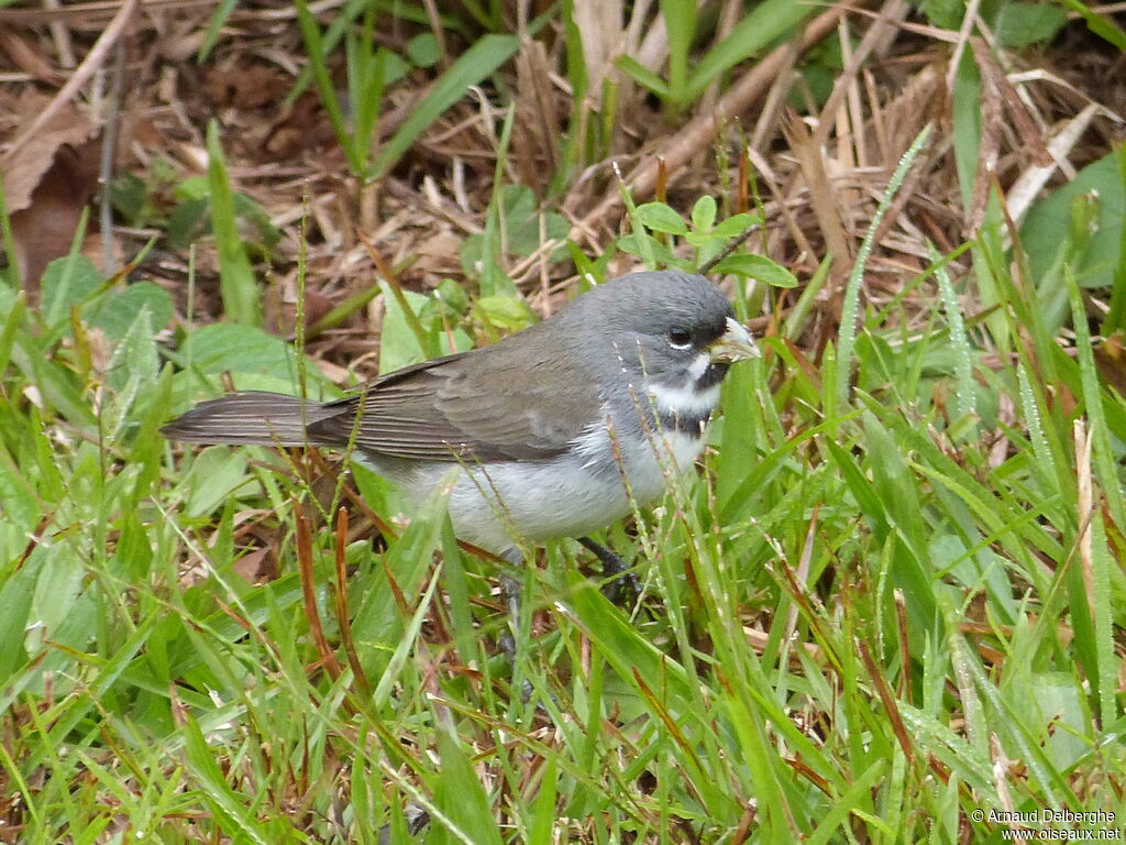 Double-collared Seedeater