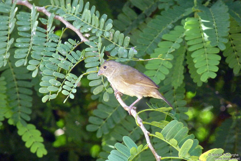 Black-faced Grassquit female