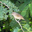 Sporophile cici