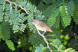 Black-faced Grassquit