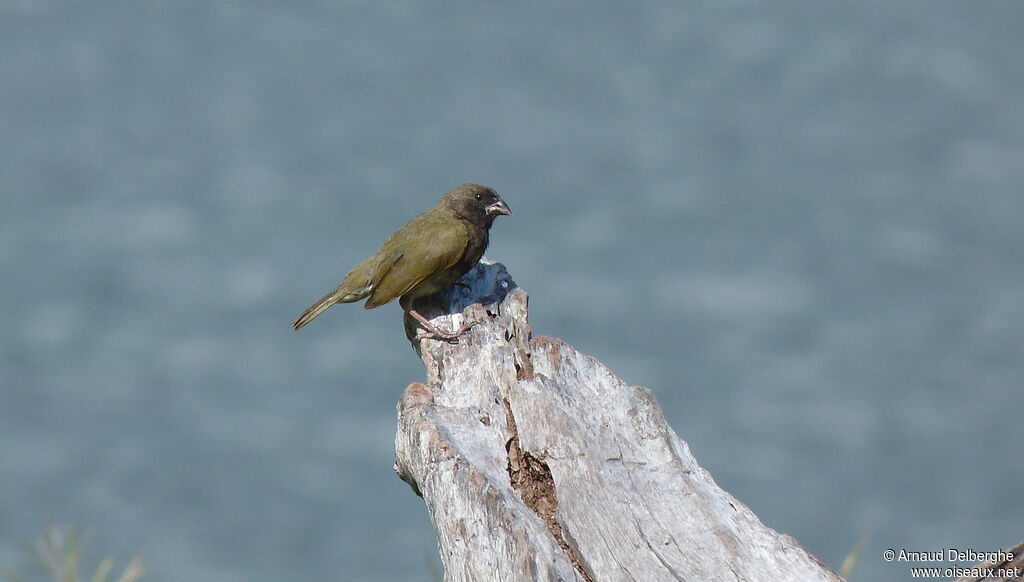 Black-faced Grassquit male