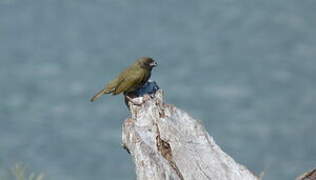 Black-faced Grassquit