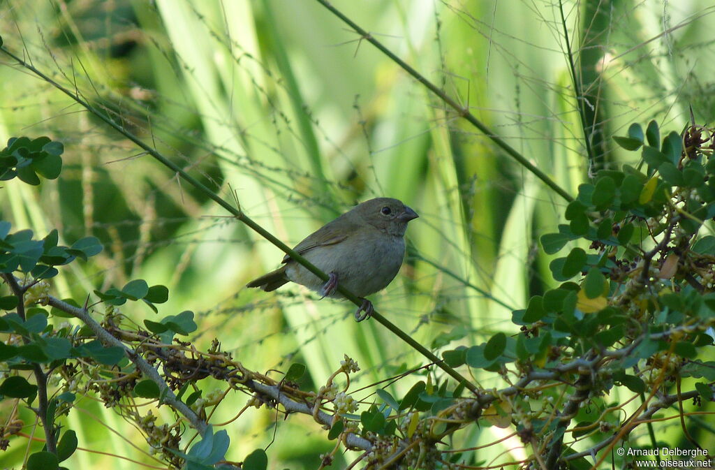 Sporophile cici femelle