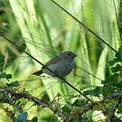 Sporophile cici