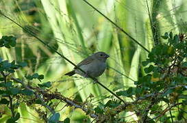 Black-faced Grassquit