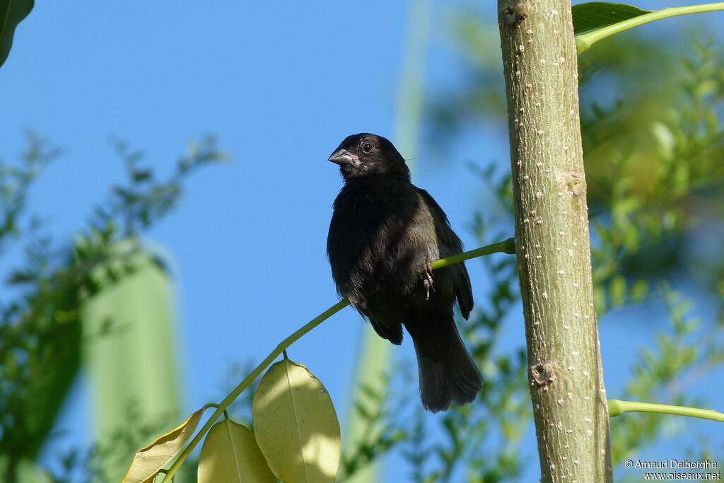 Black-faced Grassquit male