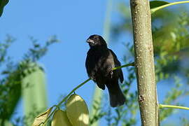 Black-faced Grassquit