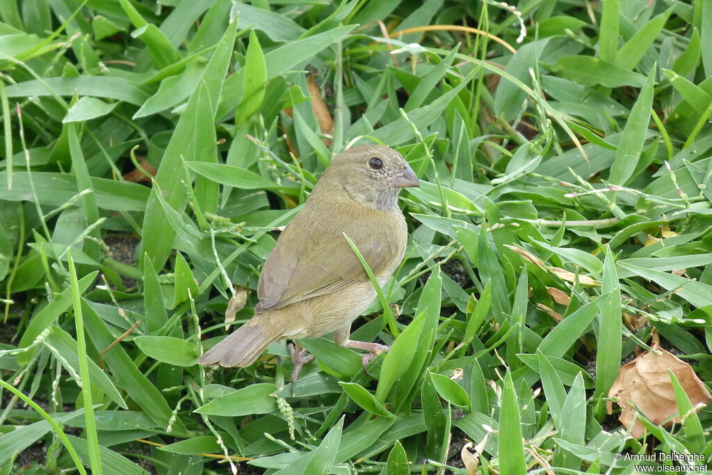 Black-faced Grassquit female