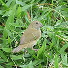 Sporophile cici