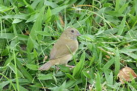 Black-faced Grassquit