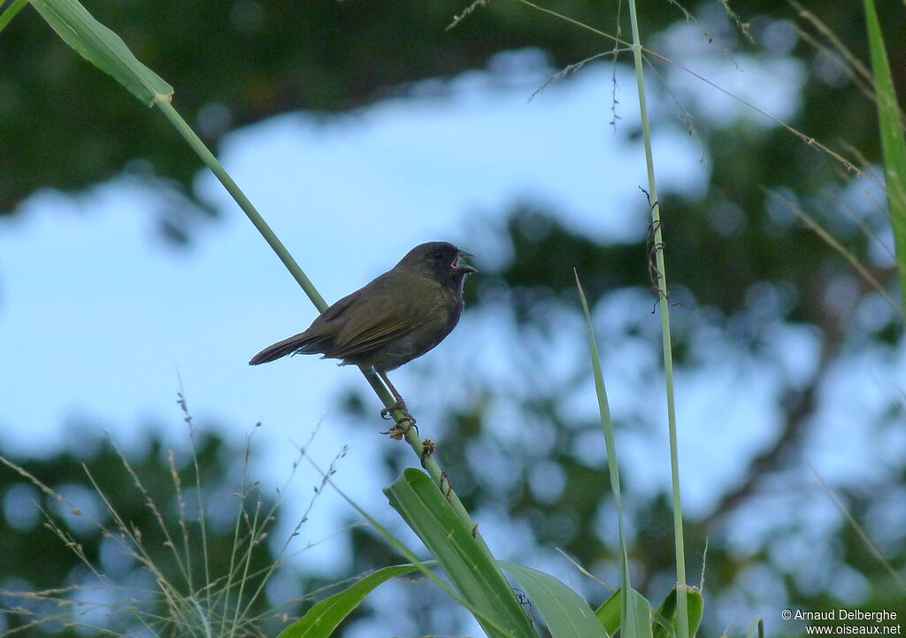 Black-faced Grassquit male