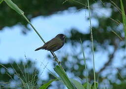 Black-faced Grassquit