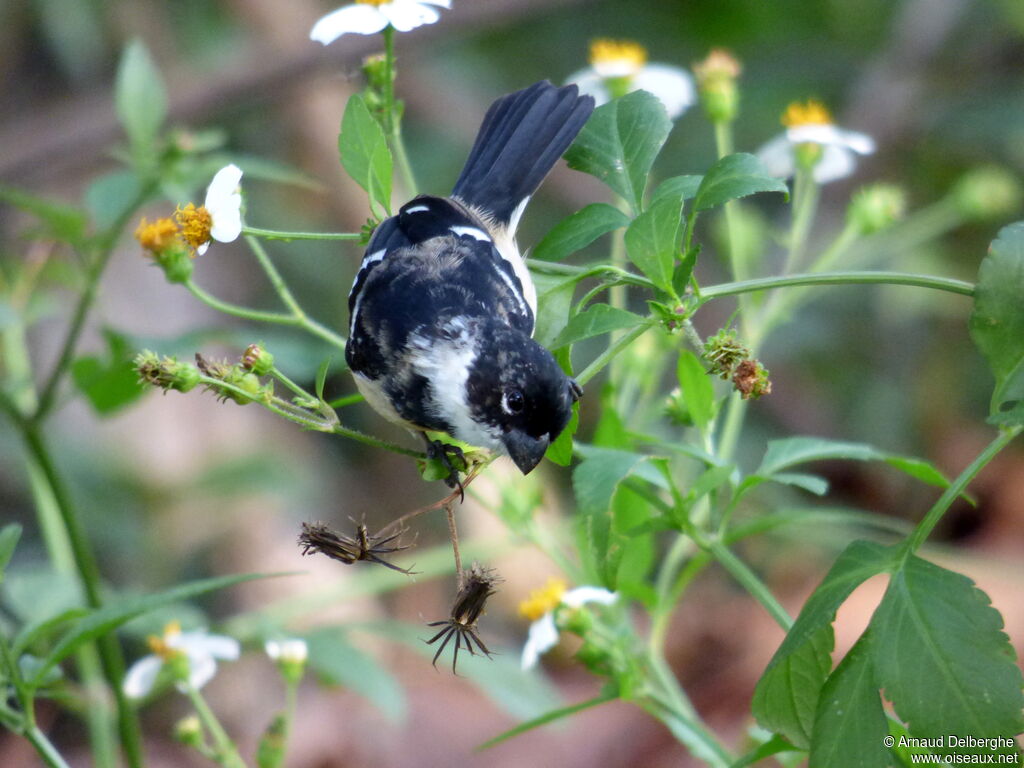 Morelet's Seedeater