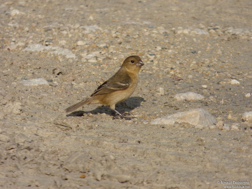 Morelet's Seedeater female