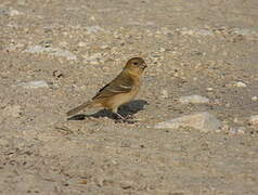 Morelet's Seedeater