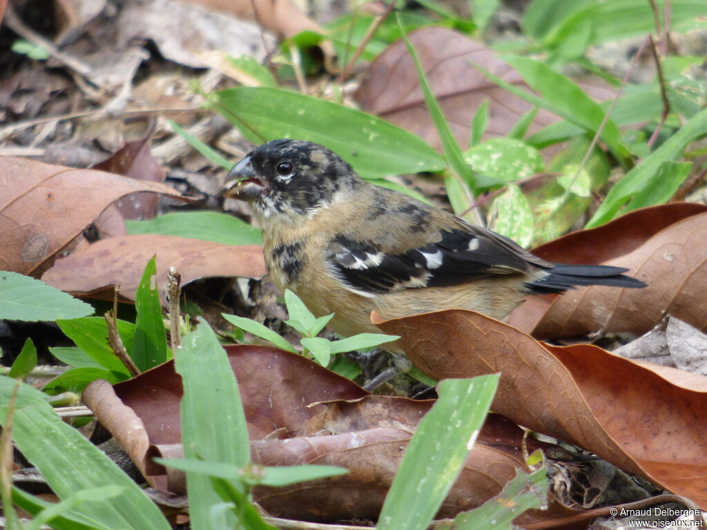 Morelet's Seedeater