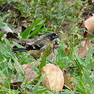 Sporophile de Morelet