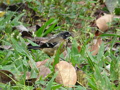 Morelet's Seedeater