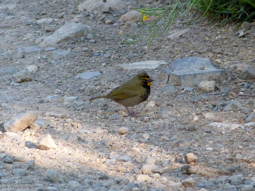 Sporophile grand-chanteur mâle adulte, identification