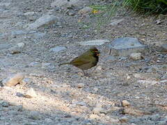 Yellow-faced Grassquit